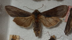 Cucullia lucifuga
