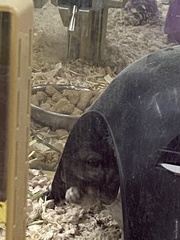 Chinchilla lanigera