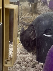 Chinchilla lanigera