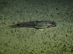 Acentrogobius pflaumii