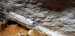 Oligolophus tienmushanensis