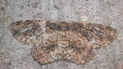 Parapholodes fuliginea