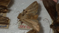 Leucania comma