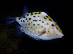 Blue Boxfish photo 3