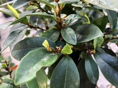 Magnolia figo