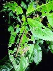 Neohirasea