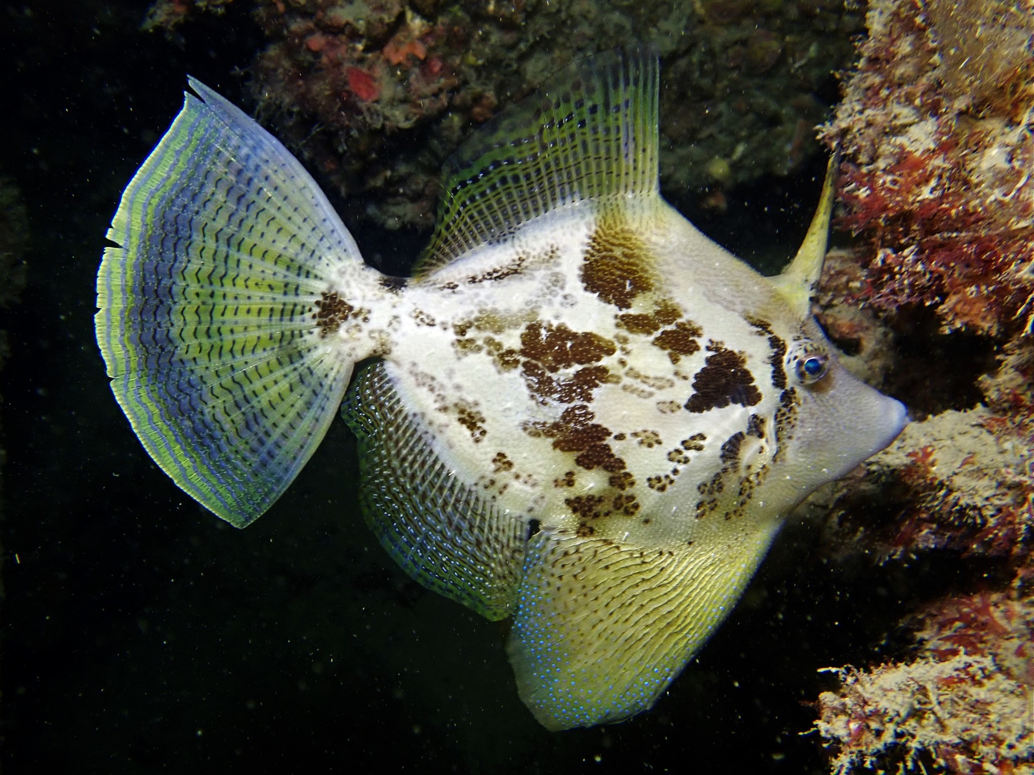 Fanbelly Leatherjacket (Monacanthus chinensis) · iNaturalist