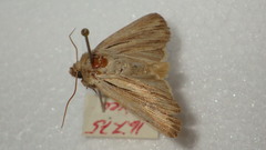 Leucania comma