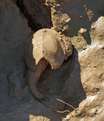 Triops cancriformis