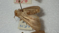Leucania comma
