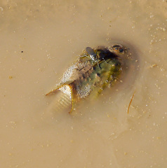 Triops cancriformis