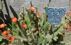 Cactaceae