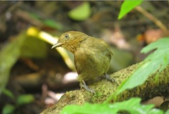 Schiffornis stenorhyncha