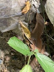 Phlaeoba antennata