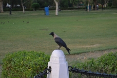 Corvus splendens