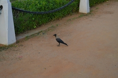 Corvus splendens