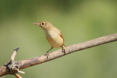 Marsh Warbler photo 2