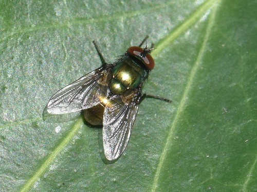 Small False Greenbottle, Groesbeek, Nederland, photo 5 of 10