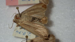 Leucania comma