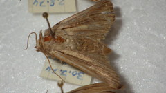 Leucania comma