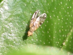 Dioxyna bidentis