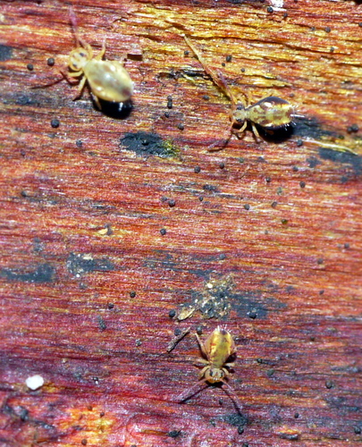 Dicyrtomina saundersi, 3711 Austerlitz, Nederland, photo 8 of 10