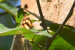 Pantoporia