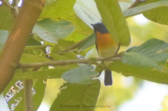 Cyornis rubeculoides