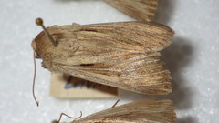 Leucania comma
