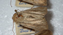 Leucania comma