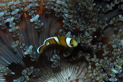 Amphiprion tricinctus