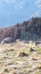 Pyrrhocorax pyrrhocorax