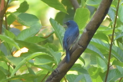 Cyornis rubeculoides