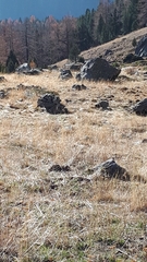 Pyrrhocorax pyrrhocorax