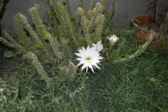 Cactaceae