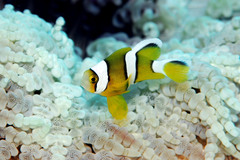 Amphiprion tricinctus