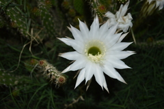Cactaceae