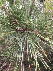 Pinus thunbergii