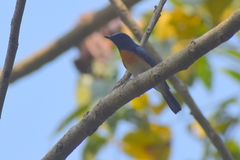 Cyornis rubeculoides