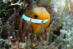 Amphiprion tricinctus