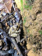 Craugastor megacephalus