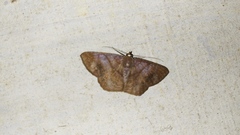 Petelia medardaria