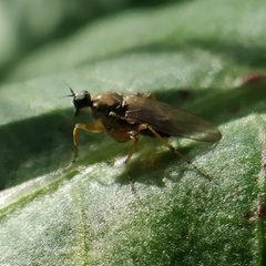 Platypalpus praecinctus