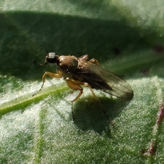 Platypalpus praecinctus