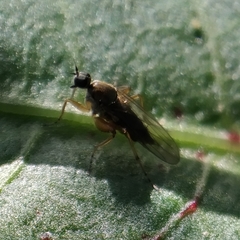 Platypalpus praecinctus