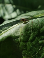 Platypalpus praecinctus