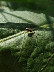 Platypalpus praecinctus