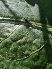 Platypalpus praecinctus