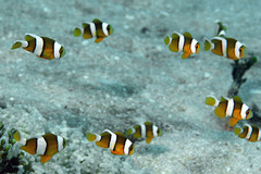 Amphiprion tricinctus