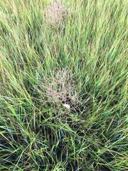 Limonium carolinianum